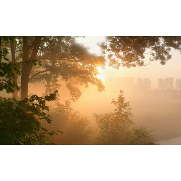 Herfstochtend gouden licht zonsopgang in de mist Fotowand wanddecoratie fotobehang muurposter natuurfoto natuur veluwe bos  