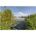 Fotowand, fotobehang, muurposter molens Kinderdijk Alblasserwaard