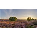 Fotowand Fotobehang. Panoramafoto van de Posbank Gelderland van de paarse heide met opkomende zon. Nationaal Park Veluwezoom