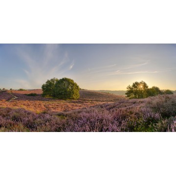 Fotowand Fotobehang. Panoramafoto van de Posbank Gelderland van de paarse heide met opkomende zon. Nationaal Park Veluwezoom