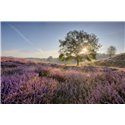 Fotowand, fotobehang, muurposter zonsopkomst paarse heide op de posbank 