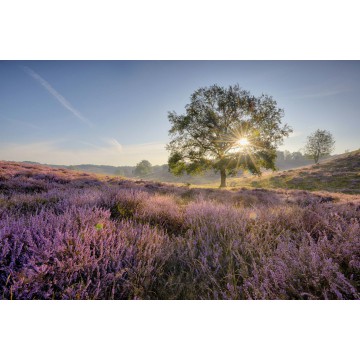 Fotowand, fotobehang, muurposter zonsopkomst paarse heide op de posbank 