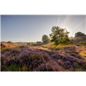 Fotowand, fotobehang, muurposter zonsopkomst paarse heide op de posbank 