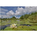 Loosdrecht natuurgebied Vuntus