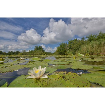 Loosdrecht natuurgebied Vuntus Loosdrecht natuurgebied Vuntus