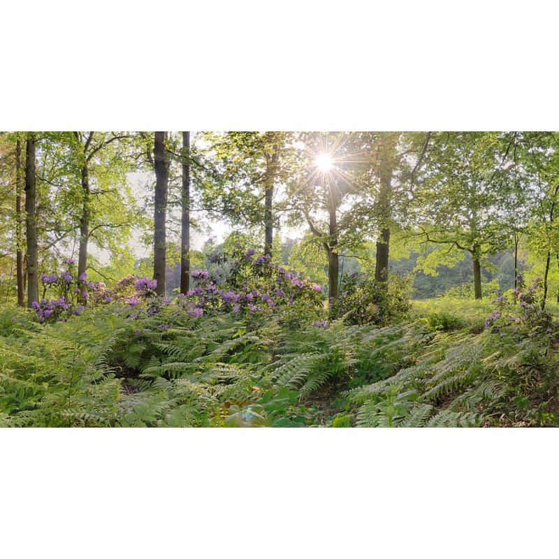 fotowand, fotobehang, muurposter met bloeiende Rodondendrons