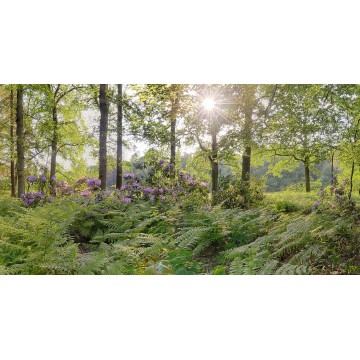 fotowand, fotobehang, muurposter met bloeiende Rodondendrons fotowand, fotobehang, muurposter met bloeiende Rodondendrons