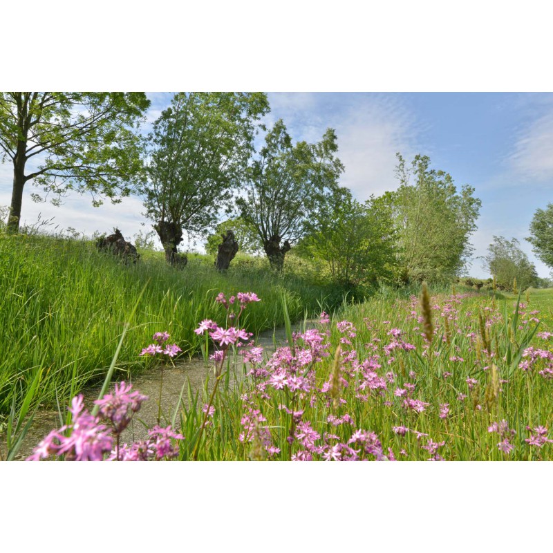fotowand, fotobehang, muurposter slootkant met knotwilgen in het Groene Hart