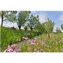 fotowand, fotobehang, muurposter slootkant met knotwilgen in het Groene Hart