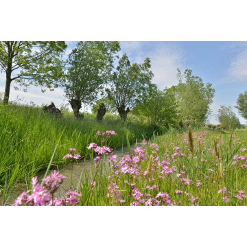 fotowand, fotobehang, muurposter slootkant met knotwilgen in het Groene Hart fotowand, fotobehang, muurposter slootkant met knotwilgen in het Groene Hart