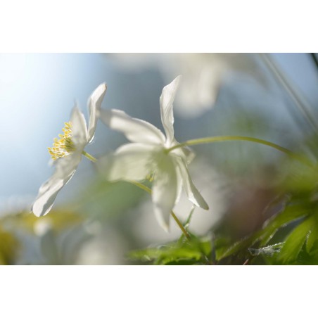 fotobehang fotowand natuur bloemen voorjaar bloeiende bosanemoon fotowandenshop