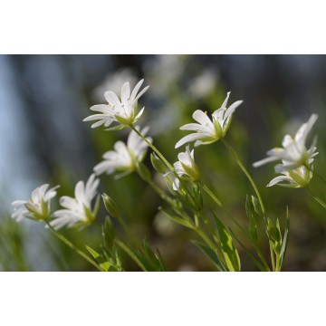 fotowand fotobehang bloeiende bosanemoon natuur voorjaar fotowand fotobehang bloeiende bosanemoon natuur voorjaar