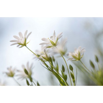 fotowand fotobehang bloeiende bosanemoon natuur voorjaar fotowand fotobehang bloeiende bosanemoon natuur voorjaar