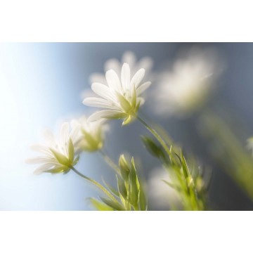 fotowand fotobehang bloeiende bosanemoon natuur voorjaar fotowand fotobehang bloeiende bosanemoon natuur voorjaar