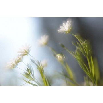 fotowand fotobehang bloeiende bosanemoon natuur voorjaar fotowand fotobehang bloeiende bosanemoon natuur voorjaar