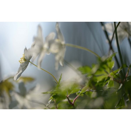 fotowand fotobehang bloeiende bosanemoon natuur voorjaar