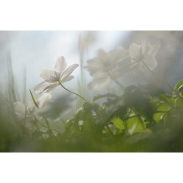 fotowand fotobehang bloeiende bosanemoon natuur voorjaar fotowand fotobehang bloeiende bosanemoon natuur voorjaar
