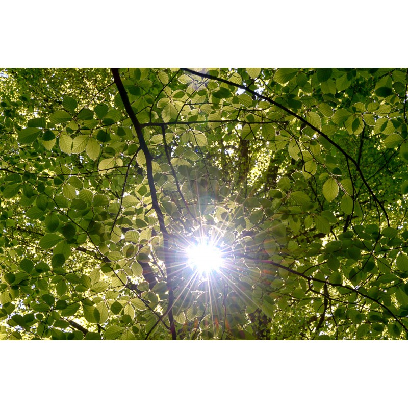 led fotoplafond beukenblad in de zon