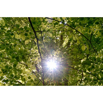 led fotoplafond beukenblad in de zon led fotoplafond beukenblad in de zon