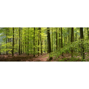 Fotowand Beukenbos in het voorjaar Fotowand Beukenbos in het voorjaar