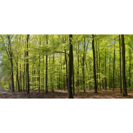 fotowand fotobehang muurposter beukenbos in het voorjaar. bos. groen bos