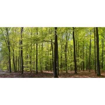 fotowand fotobehang muurposter beukenbos in het voorjaar. bos. groen bos fotowand fotobehang muurposter beukenbos in het voorjaar. bos. groen bos