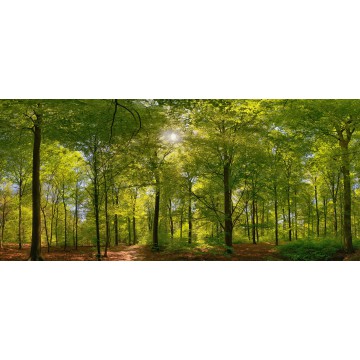 Fotowand Beukenbos in het voorjaar Fotowand Beukenbos in het voorjaar