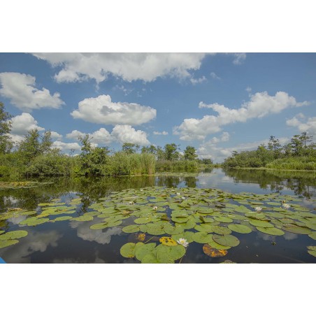 Fotowand Nieuwkoopse Plassen