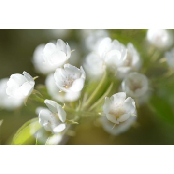 fotowand fotobehang wallpaper muursticker bloesem fotowandenshop.nl fotowand fotobehang wallpaper muursticker bloesem fotowandenshop.nl