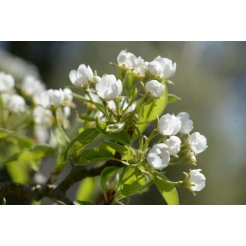 fotowand fotobehang wallpaper muursticker bloesem fotowandenshop.nl fotowand fotobehang wallpaper muursticker bloesem fotowandenshop.nl