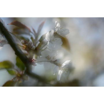 fotowand fotobehang wallpaper muursticker bloesem fotowandenshop.nl fotowand fotobehang wallpaper muursticker bloesem fotowandenshop.nl