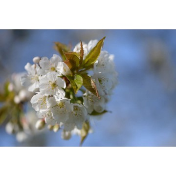 fotowand fotobehang wallpaper muursticker bloesem fotowandenshop.nl fotowand fotobehang wallpaper muursticker bloesem fotowandenshop.nl