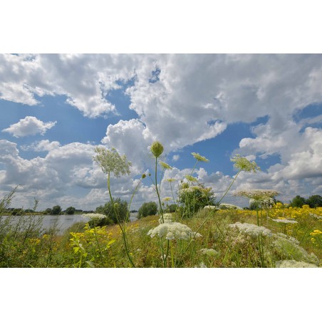 Fotowand fotobehang bloeiende uiterwaarden langs de Rijn. Hollandse landschappen aan de muur. Fotowandenshop.nl