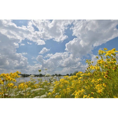 Fotowand van bloeiende uiterwaarden langs de Rijn