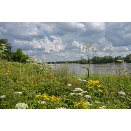 Fotowand fotobehang bloeiende uiterwaarden langs de Rijn bij Wageningen. Hollandse landschappen aan de muur. Fotowandenshop.nl