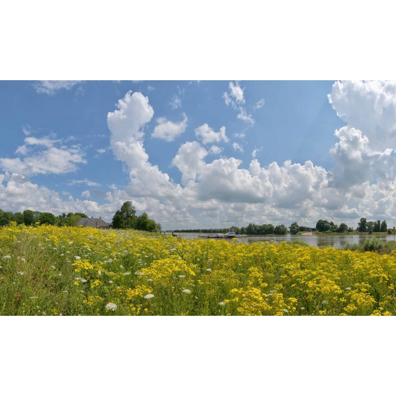 copy of Fotowand van bloeiende uiterwaarden langs de Rijn