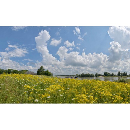 copy of Fotowand van bloeiende uiterwaarden langs de Rijn