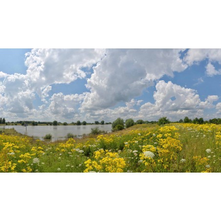 Fotowand fotobehang bloeiende uiterwaarden langs de Rijn bij Wageningen. Hollandse landschappen aan de muur. Fotowandenshop.nl