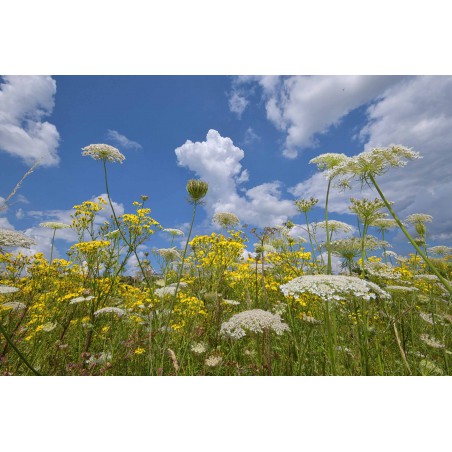 Fotowand fotobehang natuurfotowand van schermbloemen tegen Hollandse Luchten.  Gerard Veerling Fotowandenshop.nl