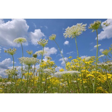 Fotowand fotobehang natuurfotowand van schermbloemen tegen Hollandse Luchten.  Gerard Veerling Fotowandenshop.nl Fotowand fotobehang natuurfotowand van schermbloemen tegen Hollandse Luchten.  Gerard Veerling Fotowandenshop.nl