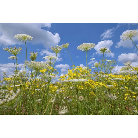 Fotowand fotobehang natuurfotowand van schermbloemen tegen Hollandse wolkenlucht.  Gerard Veerling Fotowandenshop.nl