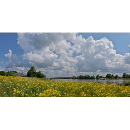 Fotowand van bloeiende uiterwaarden langs de Rijn bij het Lexkesveer in Wageningen. Fotowandenshop.nl