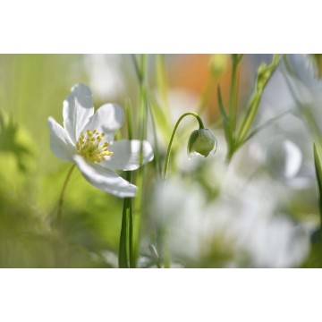 copy of Softfocus fotowand bloeiende bosanemonen copy of Softfocus fotowand bloeiende bosanemonen