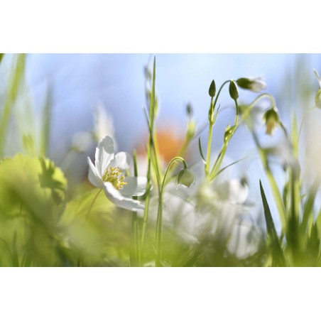 fotowand bloeiende bosanemonen