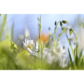 fotowand bloeiende bosanemonen fotowand bloeiende bosanemonen