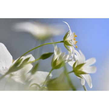 copy of Fotowand bloeiende bosanemonen copy of Fotowand bloeiende bosanemonen