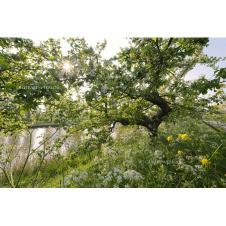 Appeldijkje bloesem betuwe Fotowand wanddecoratie hollands fotobehang muurposter natuurfoto gerard veerling fotowandenshop.nl