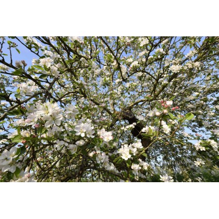 Appeldijkje bloesem betuwe Fotowand wanddecoratie hollands fotobehang muurposter natuurfoto gerard veerling fotowandenshop.nl