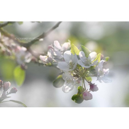 Softfocus fotobehang fotowand Bloeiende appelbloesem  Betuwe