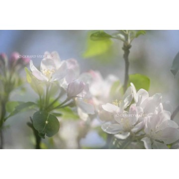 Softfocus fotobehang fotowand Bloeiende appelbloesem  Betuwe Softfocus fotobehang fotowand Bloeiende appelbloesem  Betuwe